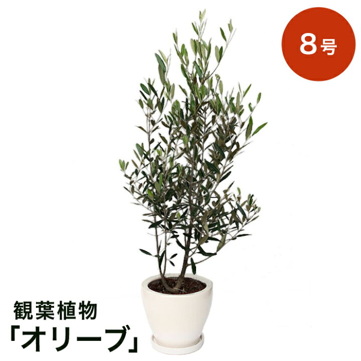 楽天市場】【観葉植物】選べる2種類 フィカス・アルテシマ/オリーブ 8 