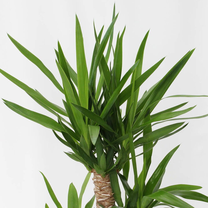 楽天市場 観葉植物 選べる4種類 ユッカ パキラ オーガスタ サンスベリア 10号 インテリア グリーン 観葉 鉢植え フラワー ギフト 花 プレゼント お祝い 記念 贈り物 サプライズ 誕生日 結婚記念 開店祝い 新築祝い おしゃれ 鉢 送別会 室内 屋外 イイハナ ドットコム