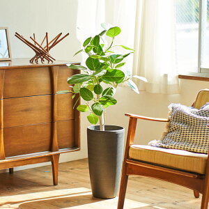 yϗtAzutBJXExKVX@7v CeA O[ ϗt A t[ Mtg  v[g j LO 蕨 TvCY a LO JXj Vzj 