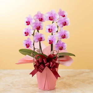 yӒz Au~fB[Ӓ2{iԃbvjv  Mtg a LO v[g j Ԕ LO  t[Mtg 蕨 J AC i h] ݗ Vz JXj 