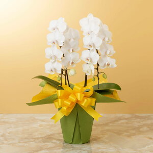 yӒz Au~fB[Ӓ2{ijv a LO v[g j Ԕ LO  t[Mtg 蕨 J AC i ݗ JX ސE ފ ~ ~ V~ ~ 