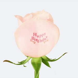 yCCnizvw̓ o ԑ 10{ a j bZ[W ^[E[YgPale PINKh `oɋCā`  Mtg av[g j ʉ ސE j 