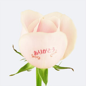 yCCnizo ԑ 10{ a j bZ[W ^[E[YgPale PINKh `oɋCā`  Mtg av[g j ʉ ސE j  җj 