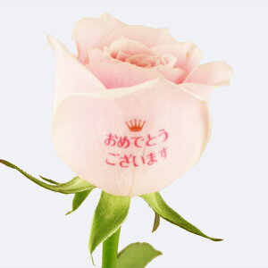 yCCnizo ԑ 10{ a j bZ[W ^[E[YgPale PINKh `oɋCā`  Mtg av[g j ʉ ސE j  җj 
