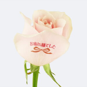 yCCnizvw̓ o ԑ 10{ a j bZ[W ^[E[YgPale PINKh `oɋCā`  Mtg av[g j ʉ ސE j 