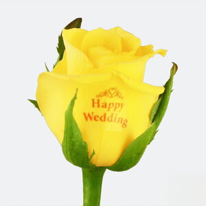 yCCnizo ԑ 10{ a ʉ vw̓ bZ[W ^[E[YgYellow and Orange MIXh `oɋCā`  Mtg av[g j  ސE 