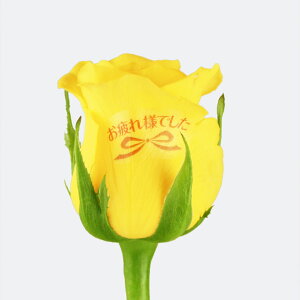 yCCnizo ԑ 10{ a ʉ vw̓ bZ[W ^[E[YgYellow and Orange MIXh `oɋCā`  Mtg av[g j  ސE 