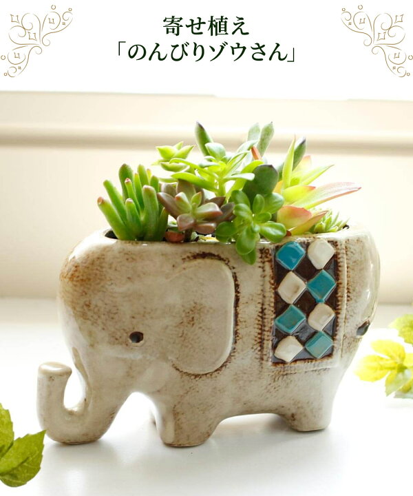 楽天市場】【多肉植物】寄せ植え ギフト 鉢「のんびりゾウさん」観葉 