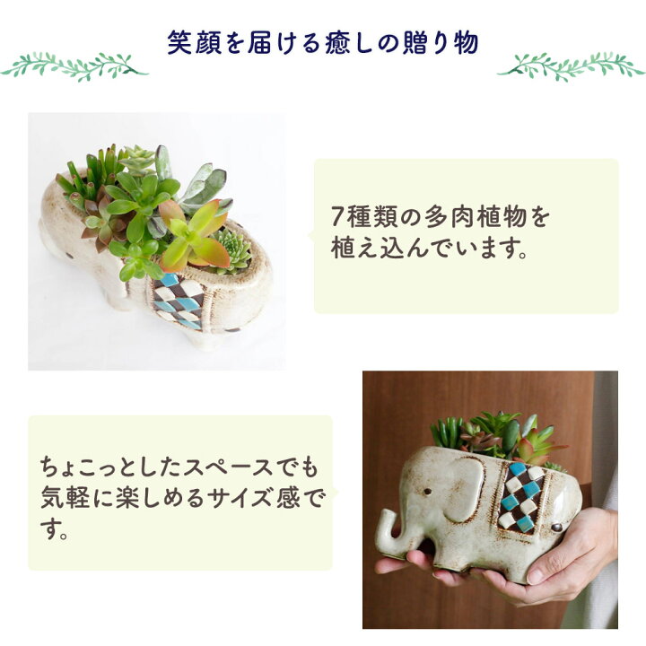 楽天市場】【多肉植物】寄せ植え ギフト 鉢「のんびりゾウさん」観葉 