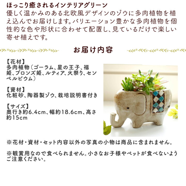 楽天市場】【多肉植物】寄せ植え ギフト 鉢「のんびりゾウさん」観葉 