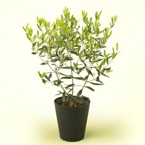 AuV{c[@I[uv G v[g Mtg a LO 蕨 j  CCnihbgR