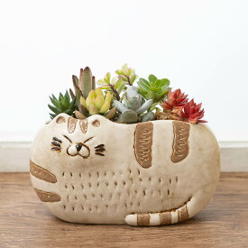 多肉植物 寄せ植え ギフト プレゼント 「猫さんのひなたぼっこ」 ハオルチア 7種類 かわいい 癒し 動物 ペット 珍しい インテリア 記念日 お祝い 感謝 お礼 玄関 窓辺 リビング テーブル 室内 屋内 フラワー 鉢 観葉植物