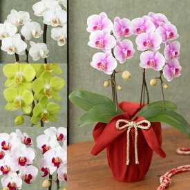 【鉢植え・花鉢】「長寿を祝う胡蝶蘭」 花 ギフト 誕生日 結婚記念 プレゼント お祝い 花鉢 記念 鉢花 フラワーギフト 贈り物 退職 開店祝い 送別会 歓送迎会 定年 退職 感謝 室内