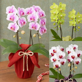 【鉢植え・花鉢】「長寿を祝う胡蝶蘭」 還暦 古希 喜寿 傘寿 米寿 花 ギフト 誕生日 結婚記念 プレゼント お祝い 花鉢 記念 フラワーギフト 贈り物 定年 退職