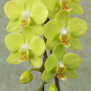 yAEԔzujӒv  Mtg a LO v[g j Ԕ LO  t[Mtg 蕨 ސE JXj ʉ } N ސE  