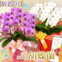 【ポイント10倍】敬老ギフト2025 胡蝶蘭 ミディ〜中大輪3本立ち ラッピング付き 選べる品種 プレゼント 敬老の日 ミニ ギフト 送料無料 鉢植え [r-k2025-C]