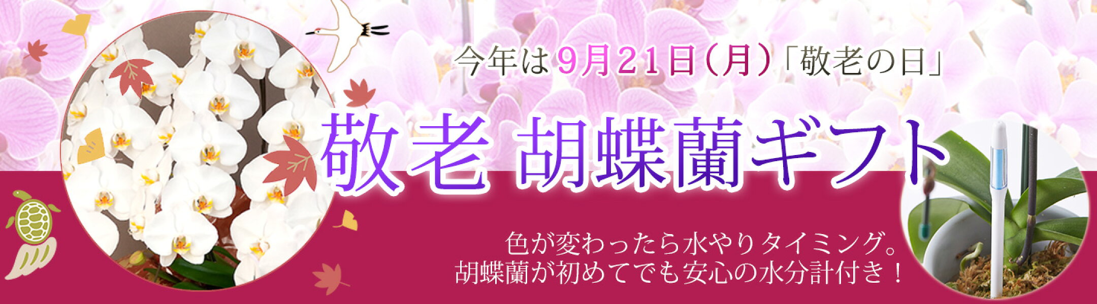 8/1(土)開始！2026敬老ギフト