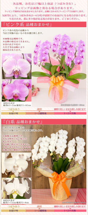 楽天市場】【2026母の日限定】 胡蝶蘭 ミディ〜中大輪 3本立（3株 