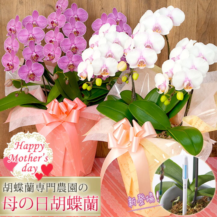 楽天市場 完売しました ポイント5倍 母の日限定 胡蝶蘭 ミディ 中大輪 ３本立 30輪以上 ラッピング付き 送料無料 ギフト プレゼント 22 花 鉢花 鉢植え R M22 C 胡蝶蘭専門農園 Iファーマーらんぼ