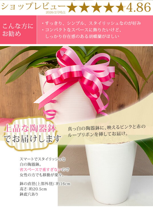 楽天市場】【2026母の日限定】 胡蝶蘭 中輪〜中大輪 2本立（2株）20輪 