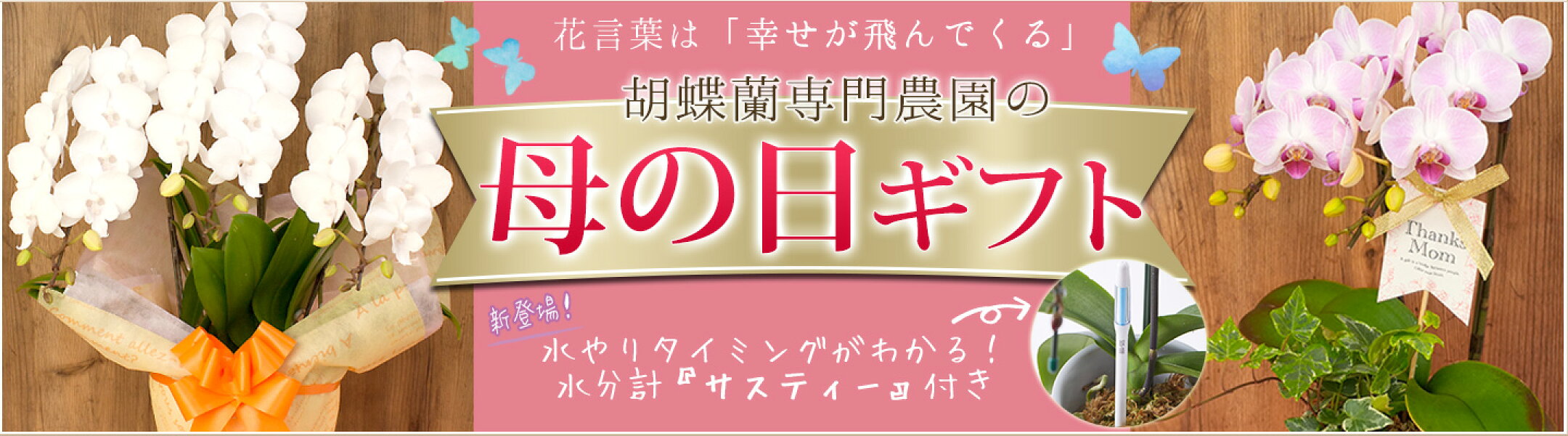 今年は水分計付！母の日胡蝶蘭