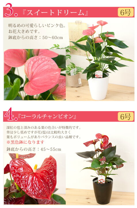 楽天市場 専門農園の 品種選べる アンスリウム 鉢植え 6号 シンプルプラ鉢 誕生日 プレゼント 新築祝い 開店祝い お祝い ギフト アンスリューム 赤 ピンク 白 G Anthurium01 胡蝶蘭専門農園 Iファーマーらんぼ 楽天市場 専門農園の 品種選べる アンスリウム 鉢植え 6号 シンプルプラ鉢 誕生日 プレゼント 新築祝い 開店祝い お祝い ギフト アンスリューム 赤 ピンク 白 G Anthurium01 胡蝶蘭専門農園 Iファーマーらんぼ