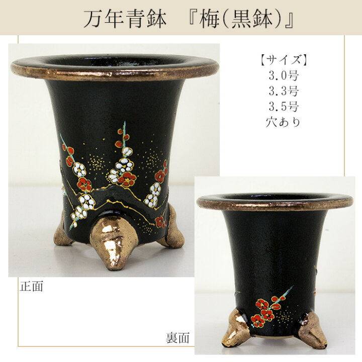 楽天市場 京楽焼窯元 愛楽園 直送 万年青鉢 おもと鉢 梅 黒鉢 梅 白鉢 波 菊 鶴 竹 亀甲青海に唐草 枠入り青海 3 0号 3 3号 3 5号 錦鉢 G Airaku M01 胡蝶蘭専門農園 Iファーマーらんぼ