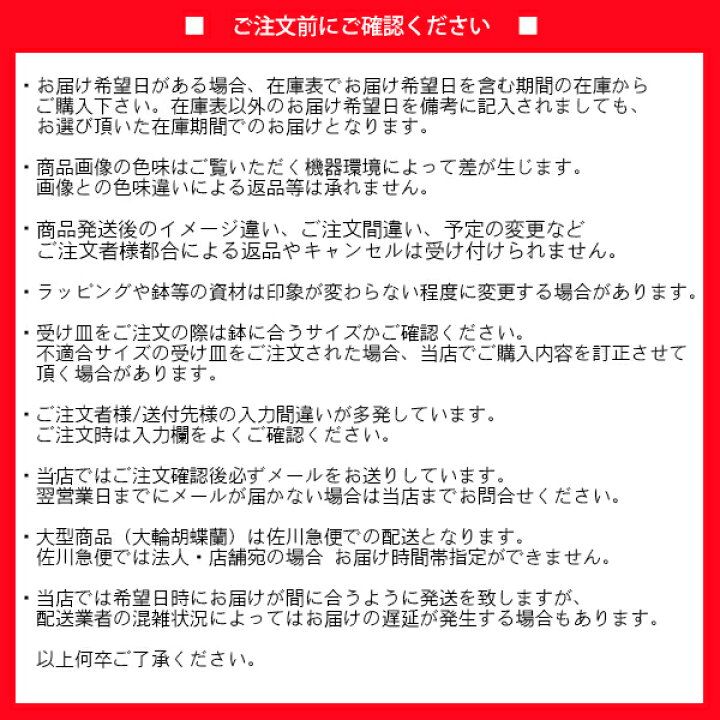 楽天市場】胡蝶蘭 大輪 3本立ち 通常30輪〜(蕾含む) ギフト 開店祝い 