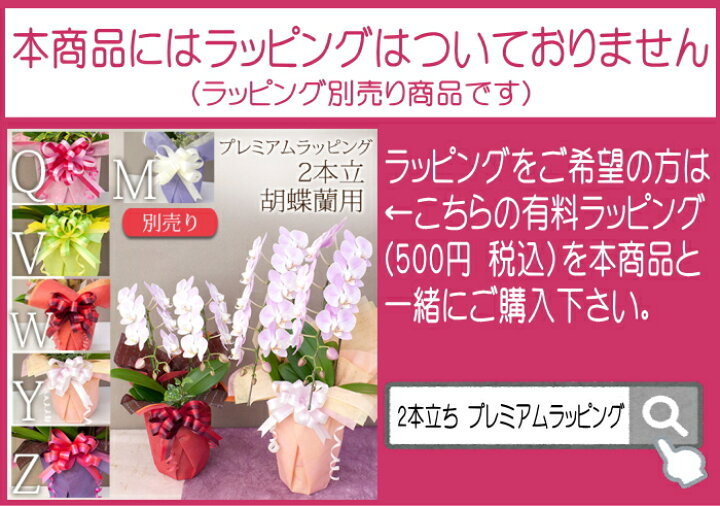 楽天市場】胡蝶蘭 ミディ〜中輪 2本立ち・観葉寄せ 選べる品種 仏花 