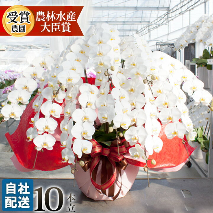 楽天市場 東海３県 愛知 岐阜 三重 届け限定 胡蝶蘭 豪華 特注白大輪 10本立ち 安心の自社配送 ギフト 開店祝い 開業祝い 発表会 展覧会 受賞祝い 受章祝い R Tokubetu10f Fw 胡蝶蘭専門農園 Iファーマーらんぼ
