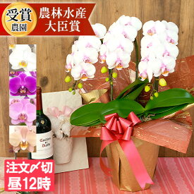 品種選べる 中輪〜中大輪 胡蝶蘭 3本立ち (2株) ＜コンパクトタイプ＞　お祝い ギフト お供え ミニ 命日 花 開店祝い プレゼント 仏花 お悔み花 御供え花 開業祝い 誕生日 結婚記念日 金婚式 お供え花 ミディ 送料無料 mtj [r-2f5000]