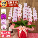 ＼楽天ランキング1位／ 品種選べる 胡蝶蘭 中輪 〜 中大輪 3本立ち 蕾含む36輪以上 ミニ お祝い お供え 開店祝い ギフ…