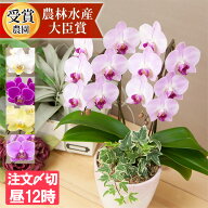 胡蝶蘭 ミディ〜中輪 2本立ち・観葉寄せ 選べる品種 命日 花 ミニ ギフト 仏花 お祝い プレゼント 誕生日…