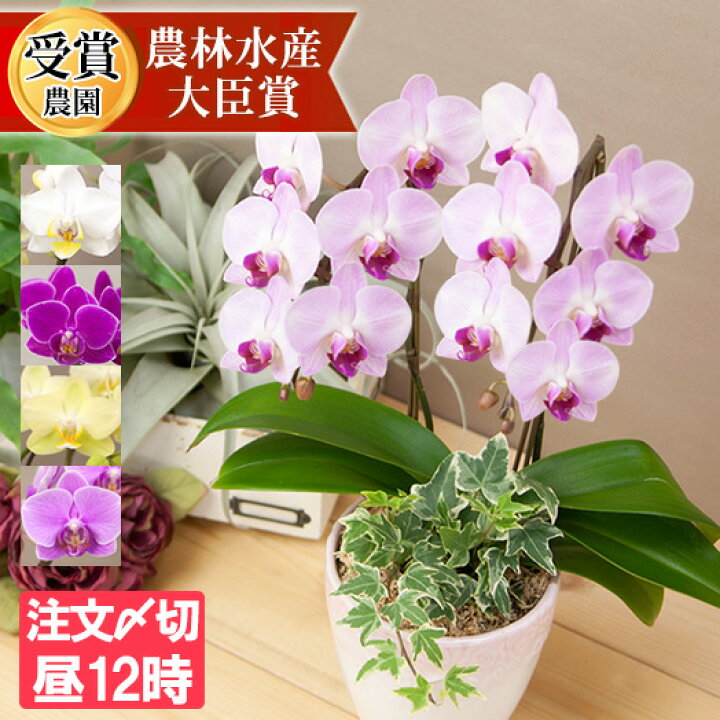 楽天市場 胡蝶蘭 花持ち長い ボリュームup 中輪 6本立ち 50輪 白ピンク グラデーション ヴィーナス 画像配信あり ブランド胡蝶蘭 お祝い プレゼント 花 ギフト 贈り物 お誕生日 長寿祝い 開店祝い 開業祝い 移転祝い 就任祝い 昇進祝い 当選祝い 当日発送 王立園芸