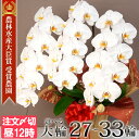 ＼楽天ランキング1位／ ★今なら【2000円オフ】クーポンも！★ボリュームUPも★ 胡蝶蘭 大輪 3本立ち 通常30輪〜(蕾含…