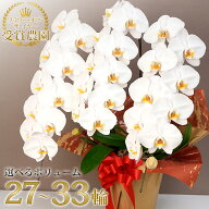 ★今なら【2000円オフクーポン】も！★ 胡蝶蘭 大輪 3本立ち 通常30輪〜(蕾含む) 就任祝い 退職祝い 花 …