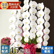 【北海道宛専用】 胡蝶蘭 大輪 3本立ち 45輪(蕾含む)以上 ヤマトまたは自社配送でお届け 北海道限定 送料…