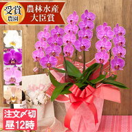 品種選べる 胡蝶蘭 中輪 〜 中大輪 3本立ち 蕾含む27輪以上 花 ミニ ギフト お祝い プレゼント 誕生日 結…