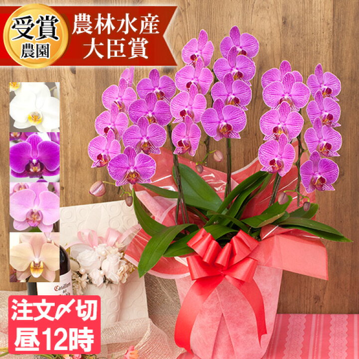 楽天市場 品種選べる 胡蝶蘭 中輪 中大輪 ３本立ち 蕾含む30輪以上 ギフト お祝い プレゼント 誕生日 開店祝い 結婚記念日 お供え 花 あす楽 ミディ 送料無料 Mtj R Ama0006 Fw 胡蝶蘭専門農園 Iファーマーらんぼ