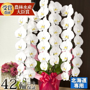 _yVLO1ʁ^ ykCpz Ӓ  3{ 42(Q܂)ȏ }g܂͎Дzł͂ kC  JƏj JXj  j  呍 I I