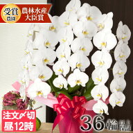 ＼楽天ランキング1位／ 胡蝶蘭 大輪 3本立ち 蕾含む36輪以上 お祝い お供え お彼岸 受章祝い 受賞 株主総…