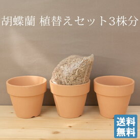 【送料無料】≪3株分≫ミディ胡蝶蘭・植替えセット　植え替え 植えかえ 育成 選べるサイズ 3.5号 3.8号 4号 4.5号 [g-uekae02]