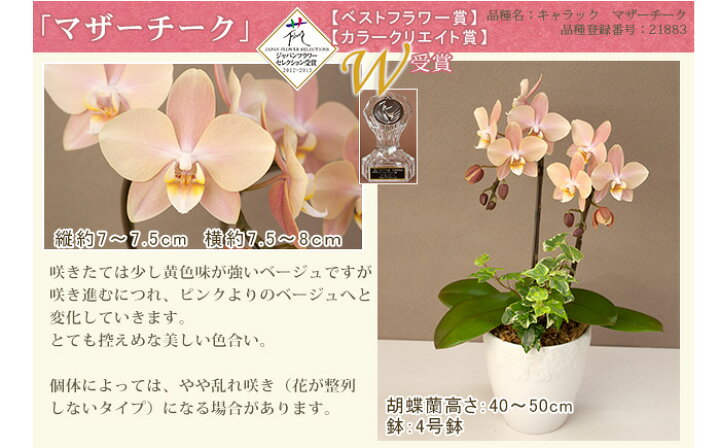 楽天市場】胡蝶蘭 ミディ〜中輪 2本立ち・観葉寄せ 選べる品種 仏花 