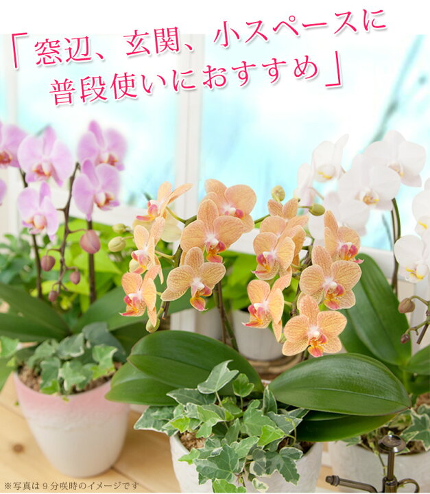 楽天市場】胡蝶蘭 ミディ〜中輪 2本立ち・観葉寄せ 選べる品種 仏花 