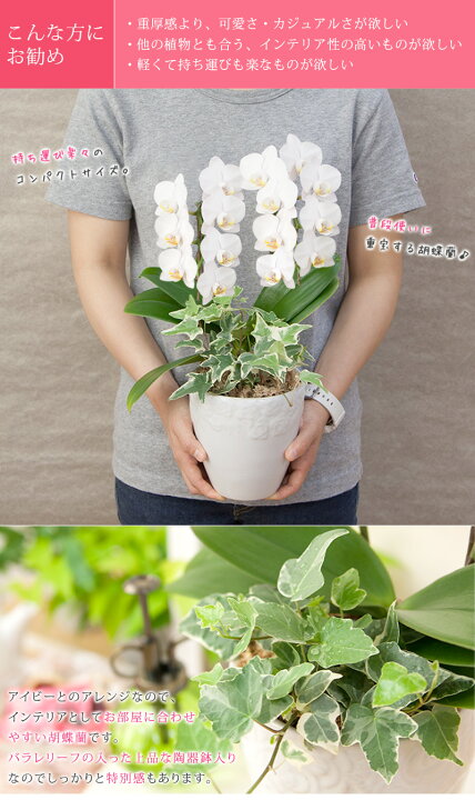 楽天市場 胡蝶蘭 ミディ 中輪 ２本立ち 観葉寄せ 選べる品種 ギフト お祝い プレゼント 誕生日 結婚記念日 開店祝い お供え 花 あす楽 送料無料 14輪以上 Mtj R Eraberu 2f 胡蝶蘭専門農園 Iファーマーらんぼ