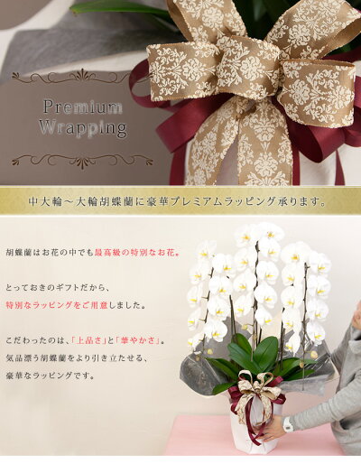 ≪大輪(中輪)胡蝶蘭用≫光沢感のある豪華なリボン『プレミアムラッピング』(胡蝶蘭と同梱で500円送料無料です。単品購入不可。土日祝・当店休業日あす楽不可)【RCP】