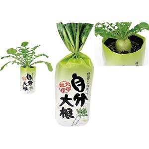 (܂Ƃ)A[ebN 卪 y×5Zbgz