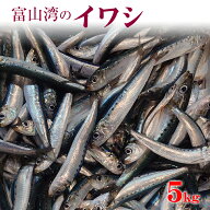 【スーパーセール限定10%OFF】富山湾のイワシ 送料無料 5kg いわし 中羽 大羽 刺身 塩焼き 煮つけ 酒の肴…