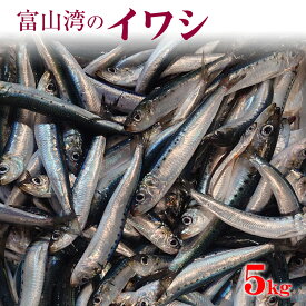 富山湾のイワシ 送料無料 5kg いわし 中羽 大羽 刺身 塩焼き 煮つけ 酒の肴 ご飯のお供 珍味 富山 五本水産 珍味 富山 お祝い ごちそう 刺身 お取り寄せ グルメ 海鮮 業務用 業者向け 法人 飲食店向け ご自宅用 大容量 お得用 お取り寄せグルメ