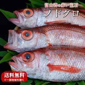ノドグロ のどぐろ お祝い お酒のお供 ご飯のお供 あかむつ のど黒 年末年始 お中元 お歳暮 高級魚 ギフト 富山 五本水産 海鮮 祝い 刺身 お取り寄せ グルメ 海鮮 業務用 業者様向け 法人 飲食店向け ご自宅用 ギフト 贈り物 大容量 お得用